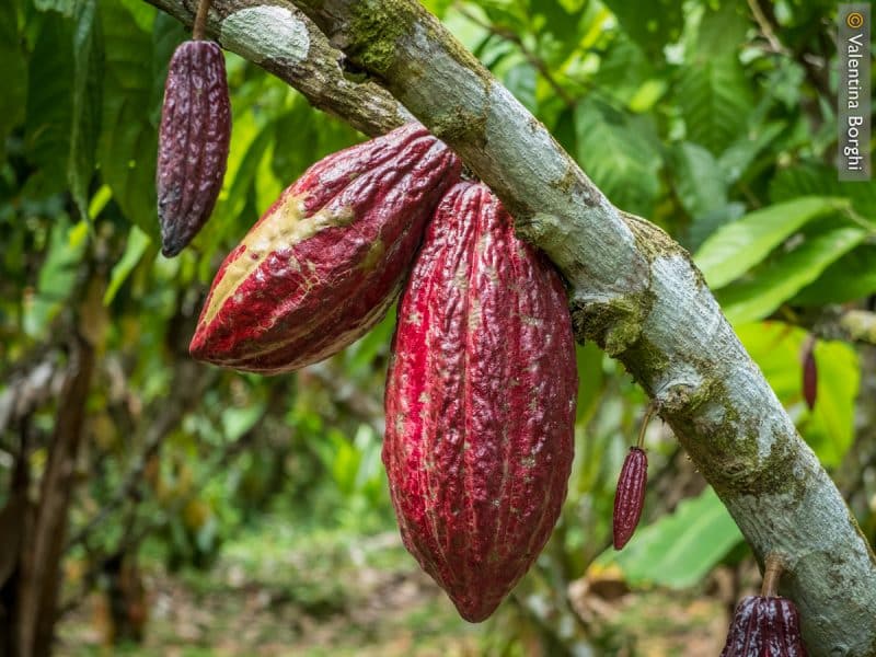 Tour del cioccolato - Costa Rica