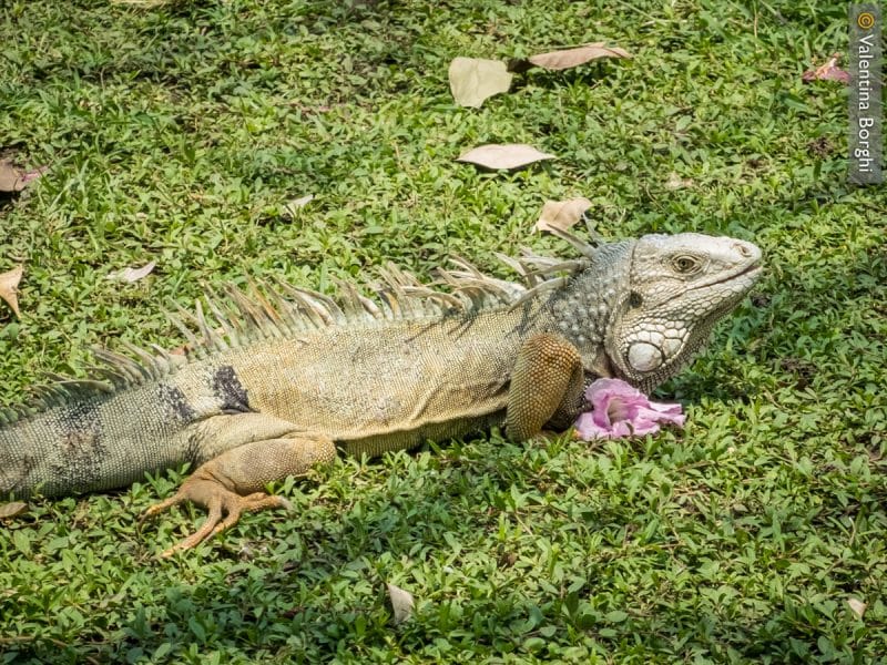 iguana