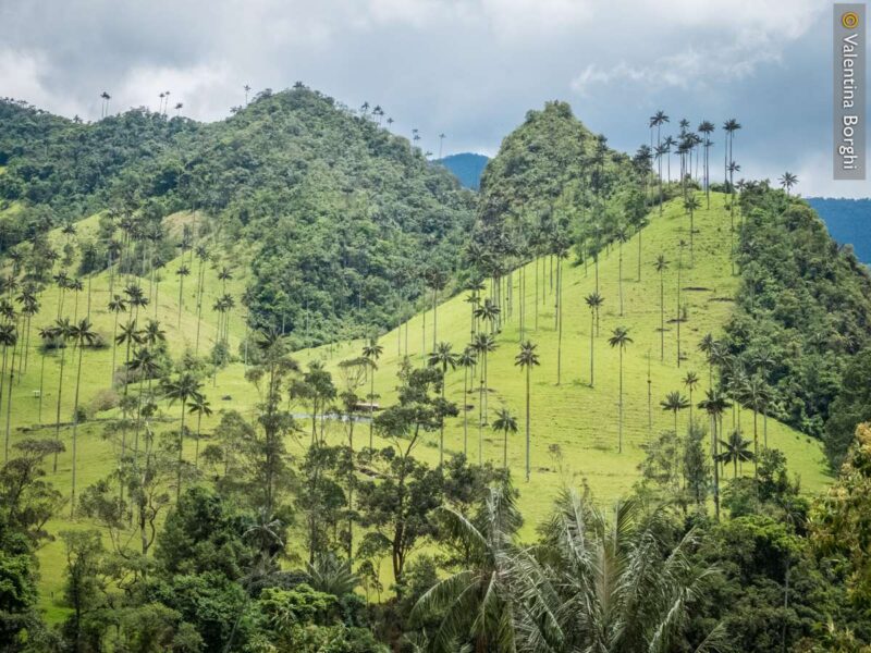 Valle de Cocora - Colombia