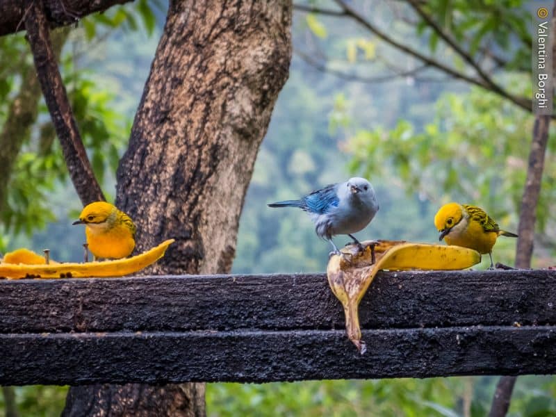 uccelli colorati- costa rica