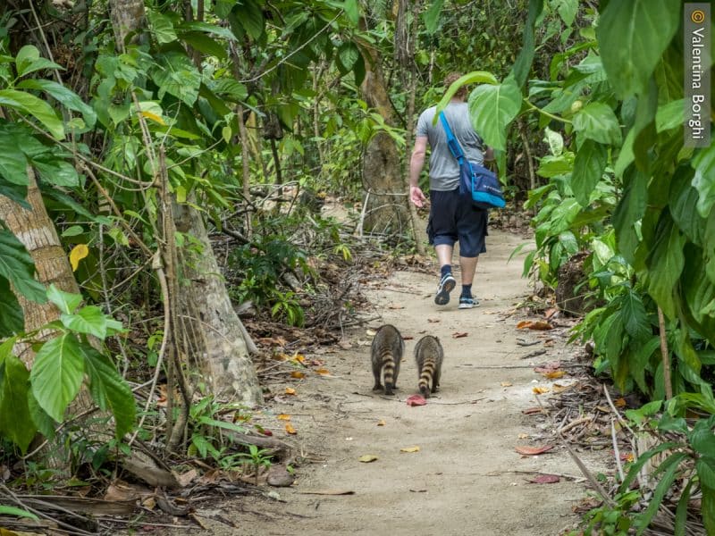 Parco Cahuita - Costa Rica