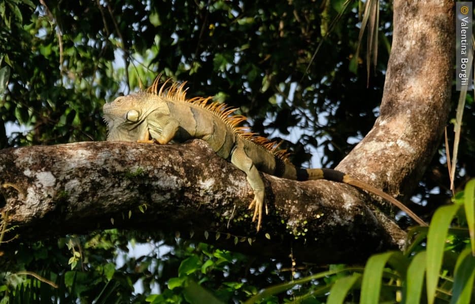Iguana nel Parco Nazionale Tortuguero - Costa Rica