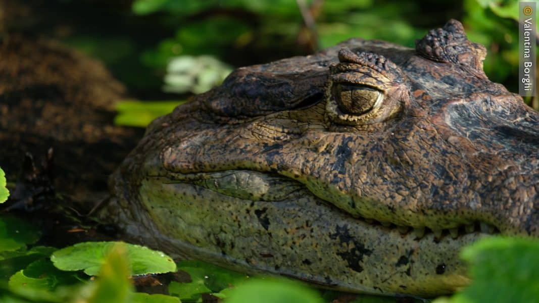 Coccodrillo nel Parco Nazionale Tortuguero - Costa Rica