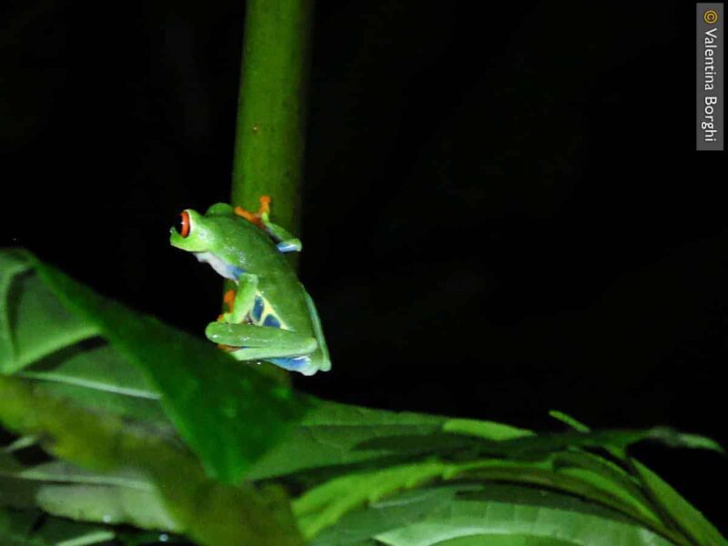 rana notturna - Costa Rica