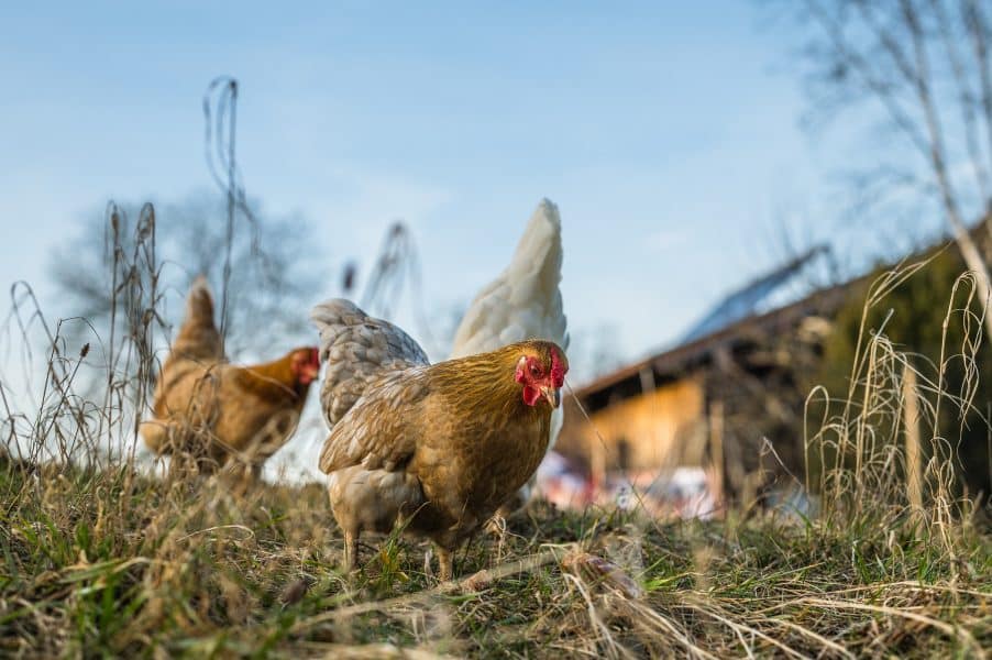 agriturismo con animali - galline