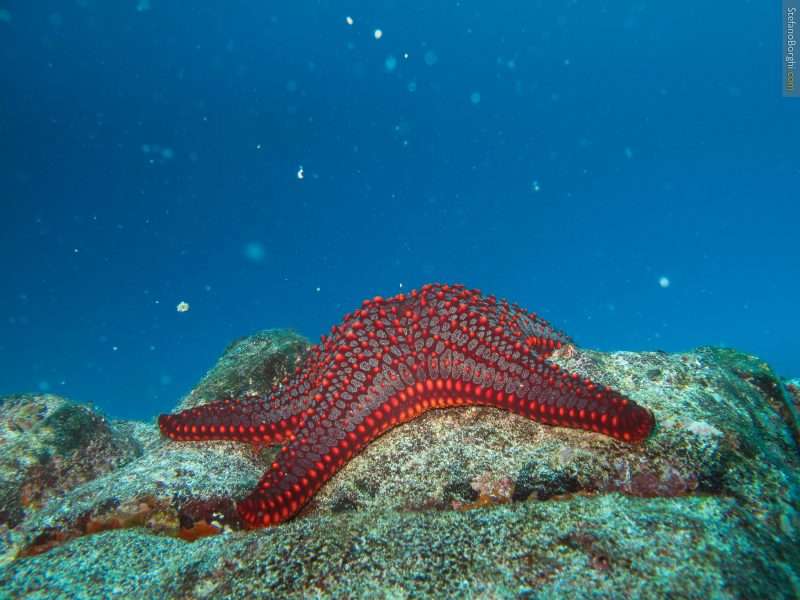 snorkeling alle Galapagos