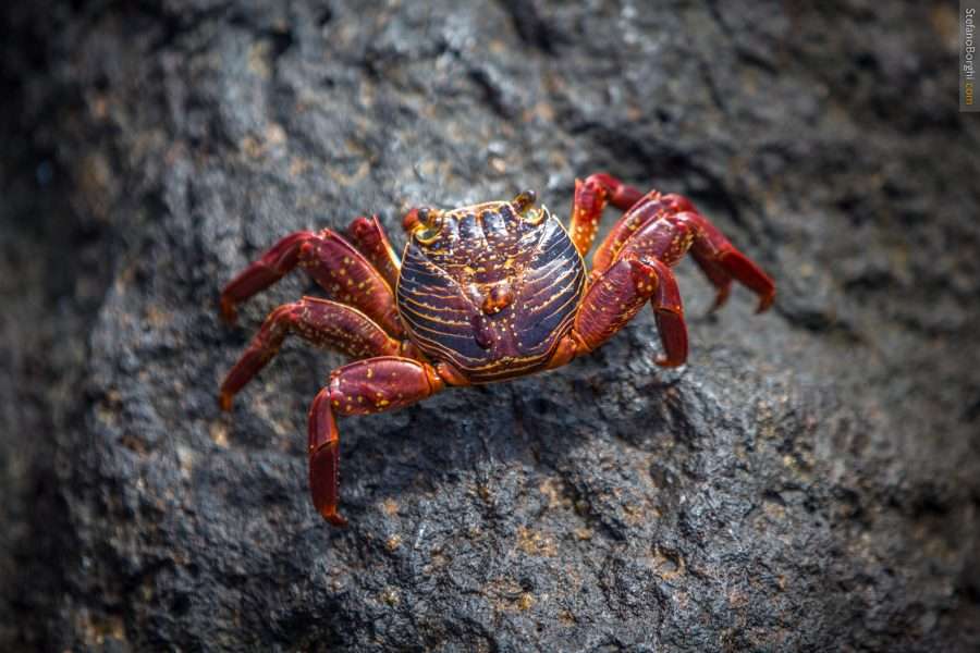 granchio delle Galapagos