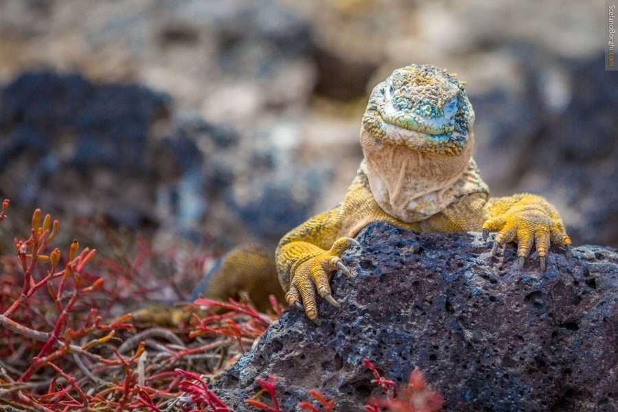 iguana alle isole Galapagos