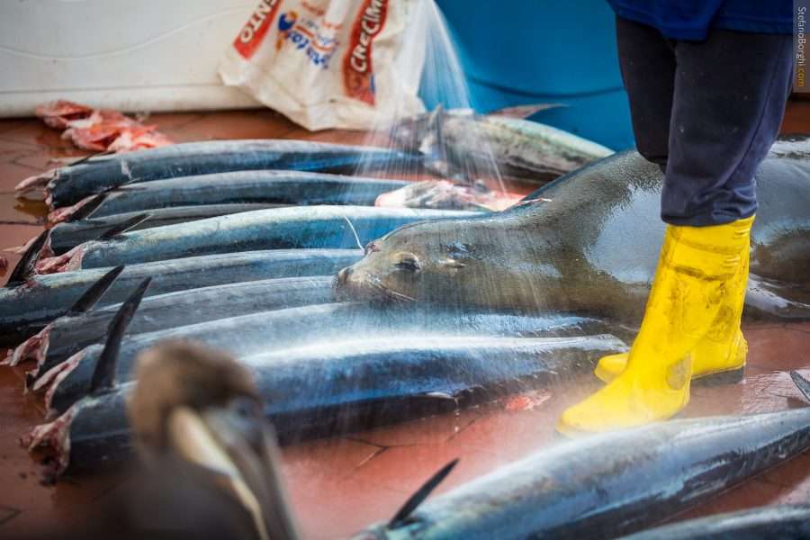 mercato del pesce a Santa Cruz