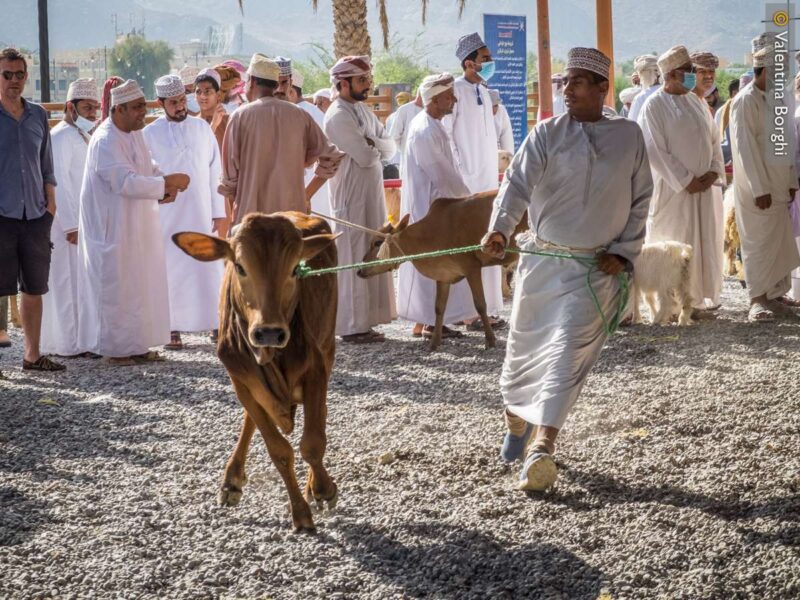 Nizwa - mercato del bestiame
