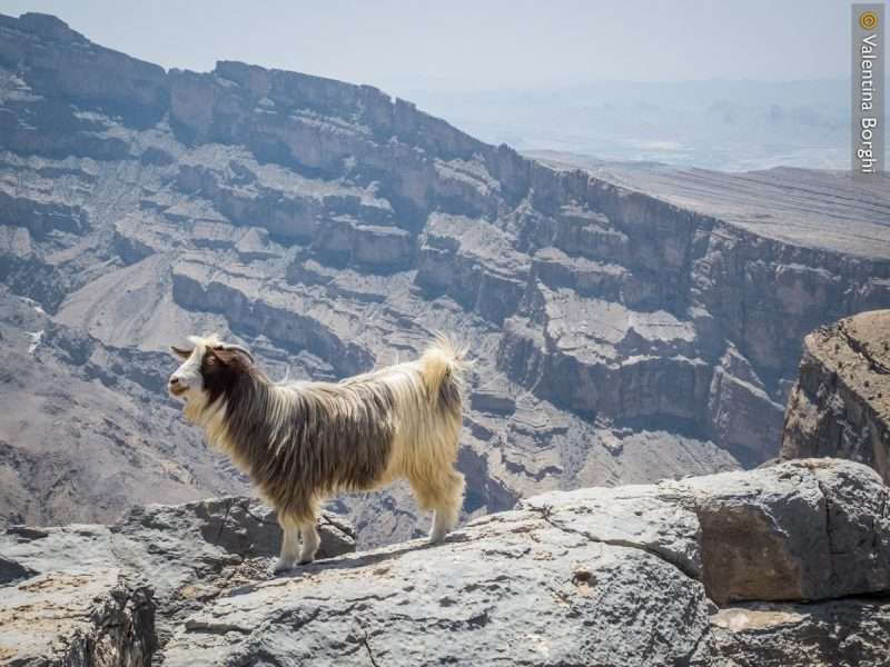 Jabel Shams- Oman