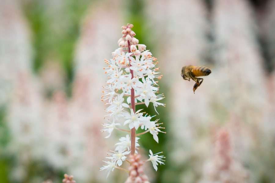 Brooklyn Botanic Garden