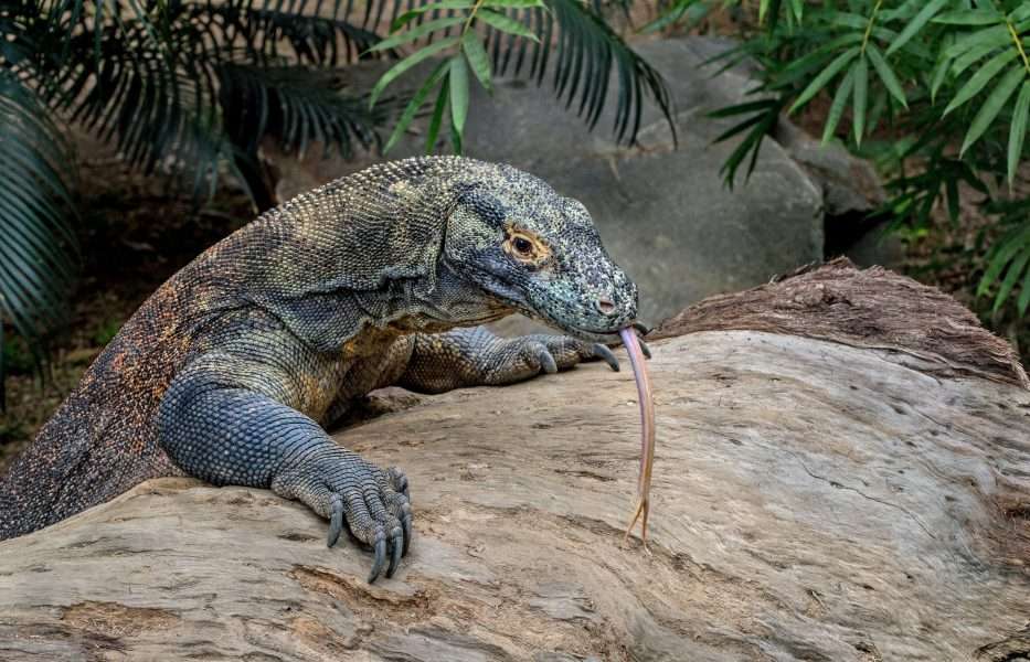 Drago di Komodo