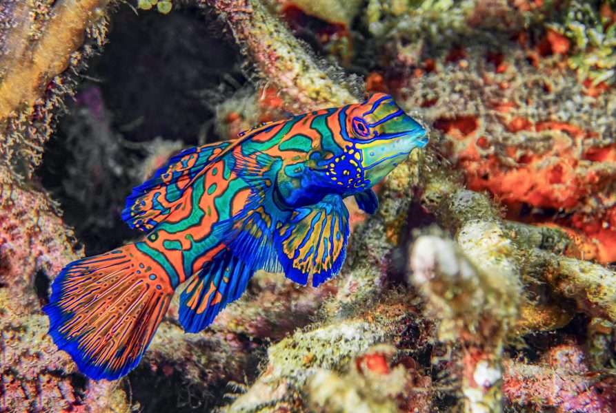 pesce- Raja Ampat