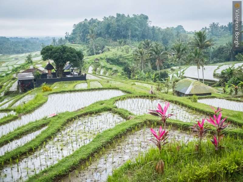 risaie di Jatiluwih (Bali)