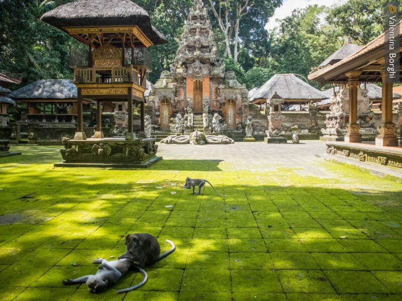 Monkey forest - Ubud