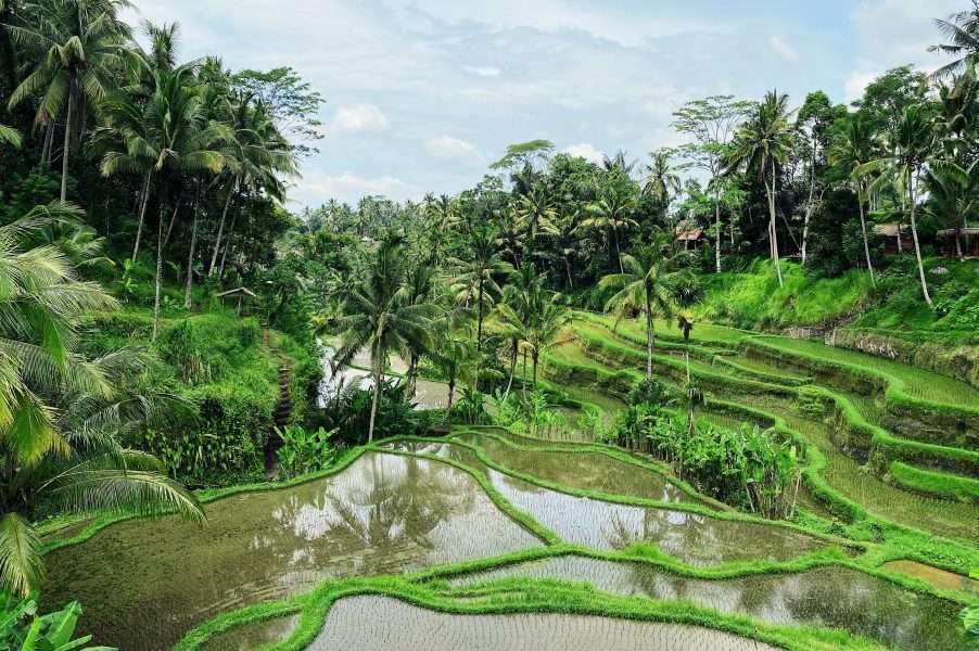 Risaie di Tegallang - Ubud